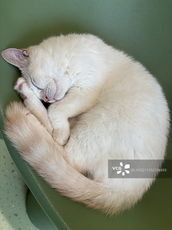 猫睡觉图片素材