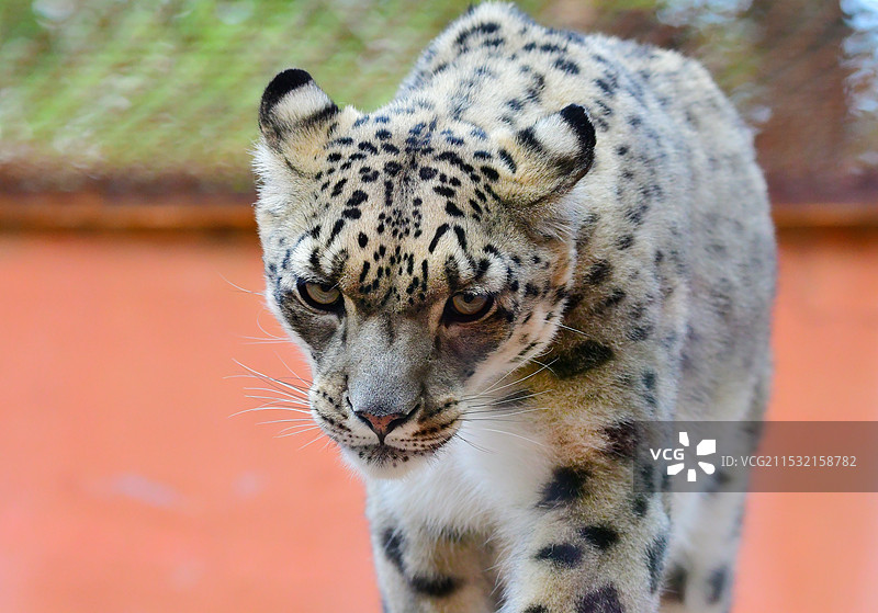 青海省西宁野生动物园雪豹图片素材