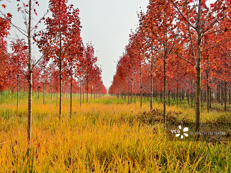 枫岭秋韵图片素材