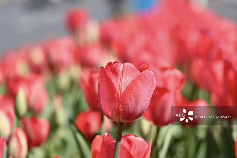 济南经十路郁金香图片素材