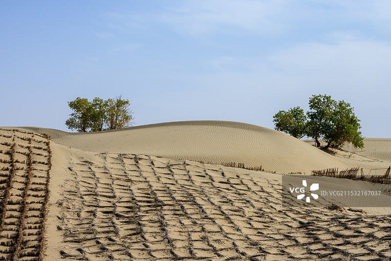 塔克拉玛干沙漠固沙带Taklimakan sand fixation belt图片素材
