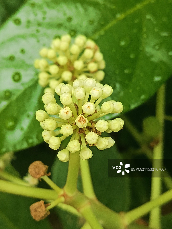 八角金盘图片素材