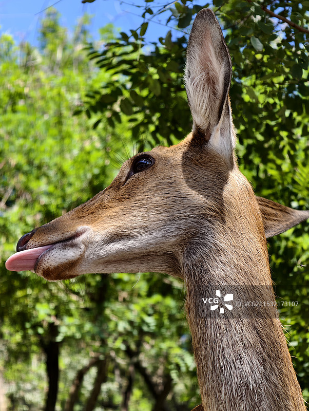 野生鹿图片素材