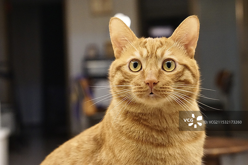 居家橘猫特写图片素材