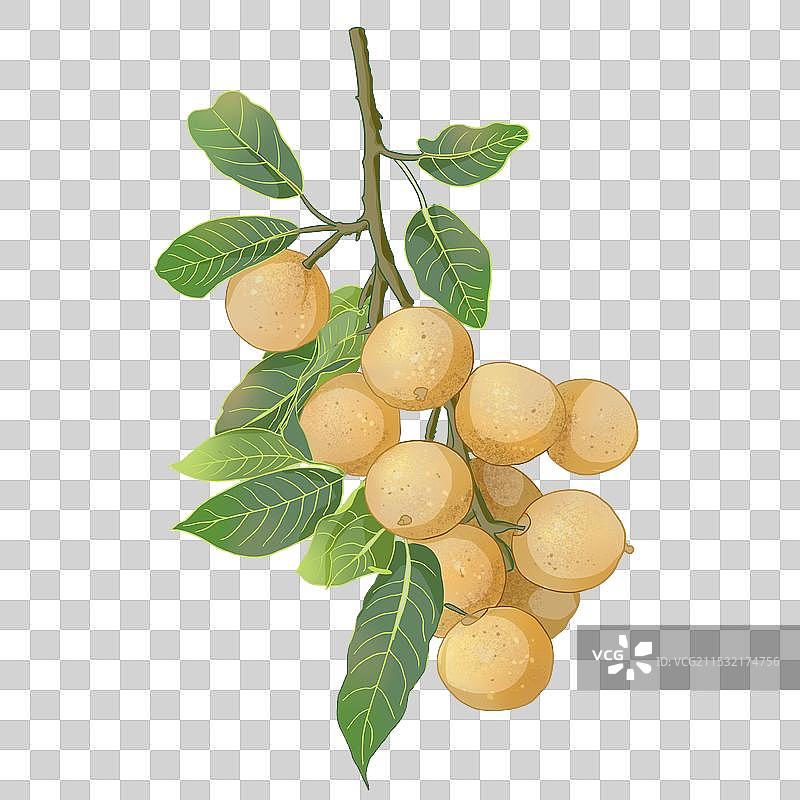 桂圆水果插画图片素材