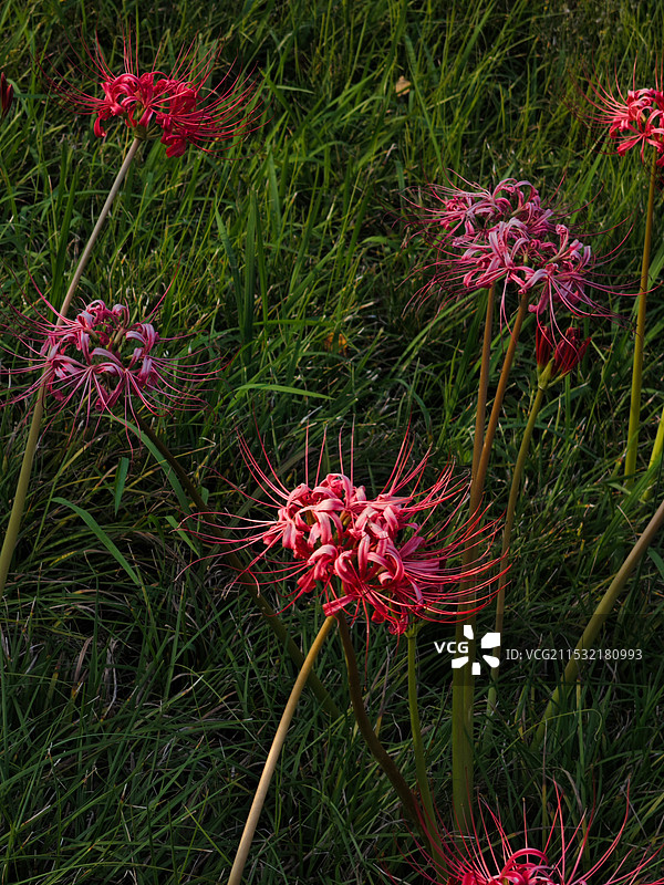 曼珠沙华图片素材