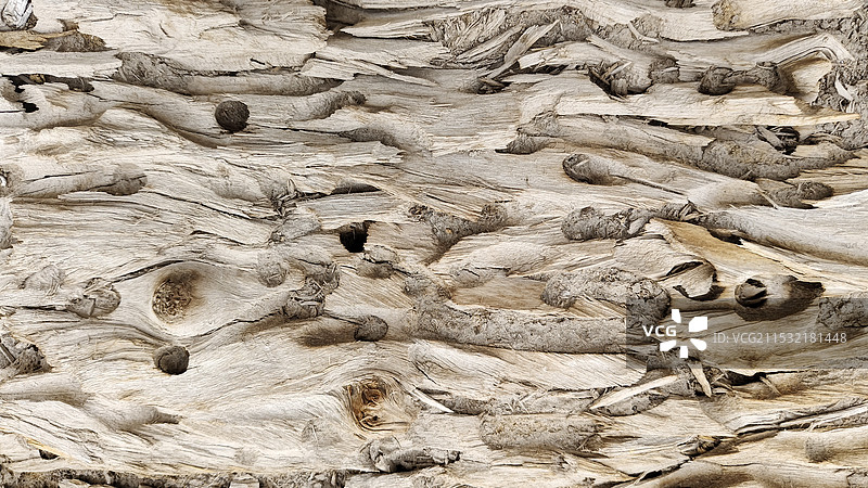 胡杨的树干木纹纹理图片素材