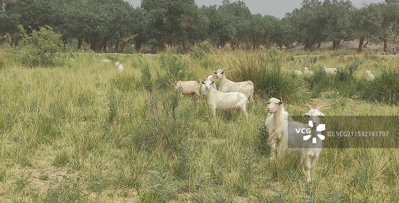 额济纳旗的羊群图片素材