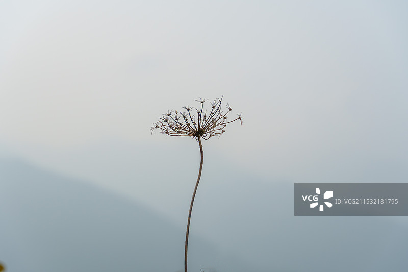 枯萎的草图片素材