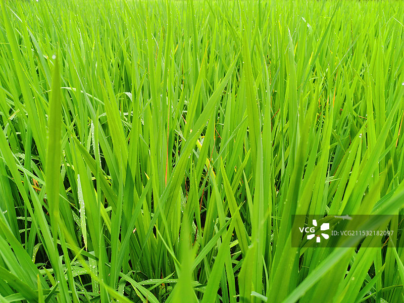 稻田里的新鲜稻叶图片素材