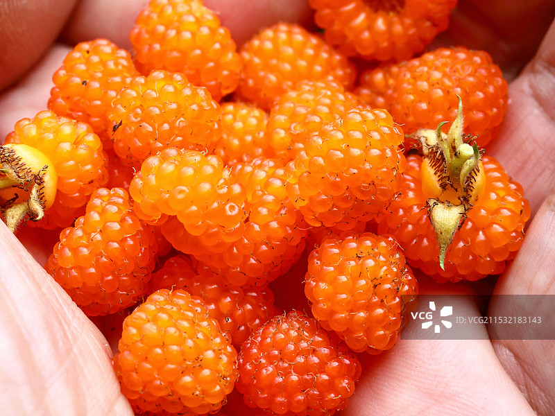 树莓 覆盆子 野莓图片素材