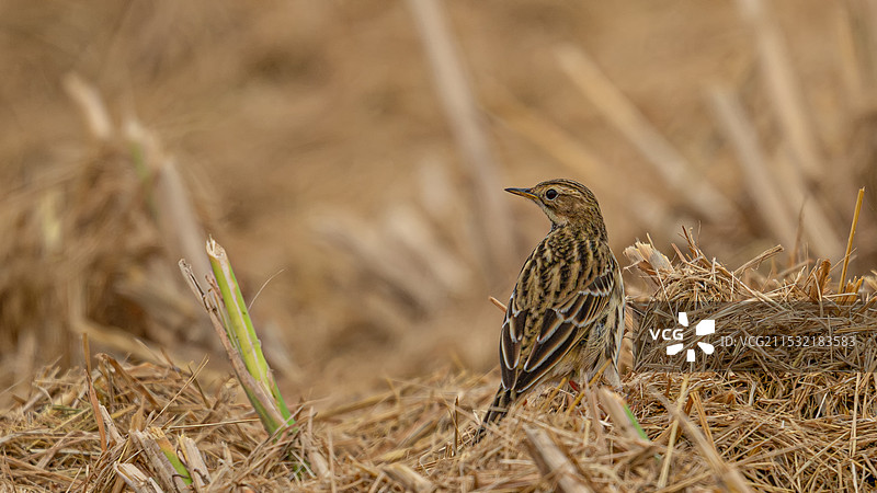 红喉鹨图片素材