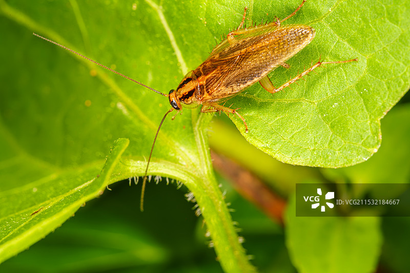 绿叶上的棕色蟑螂图片素材