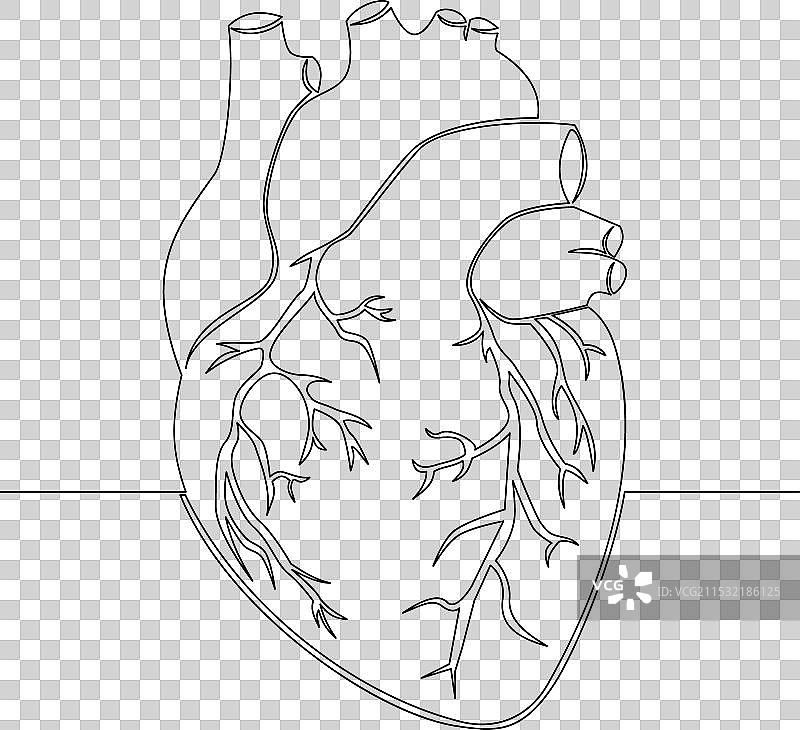 连续线条的真实人类心脏概念图片素材