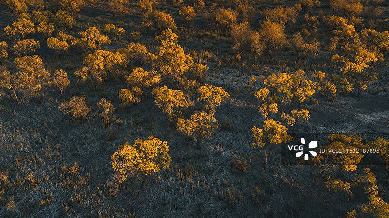 乌尔禾·胡杨林图片素材