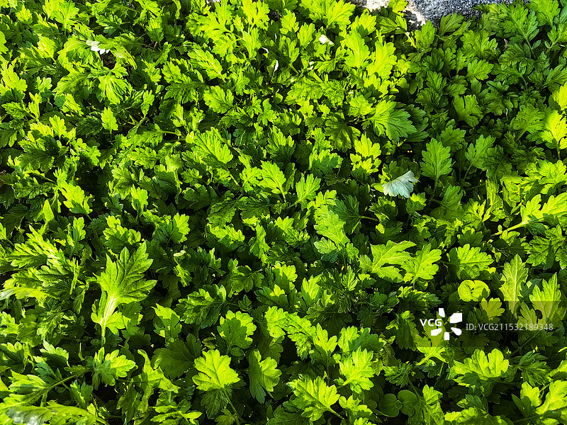 艾草 艾菜图片素材