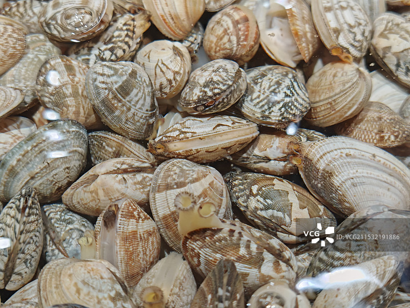 贝壳的全帧拍摄图片素材