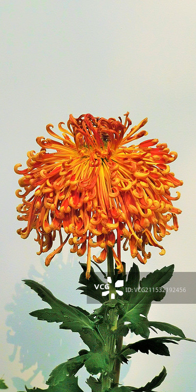 线上菊展（7）图片素材