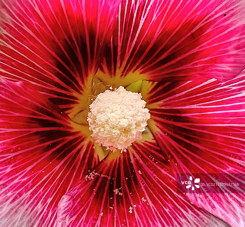 花蕊特写/图片素材