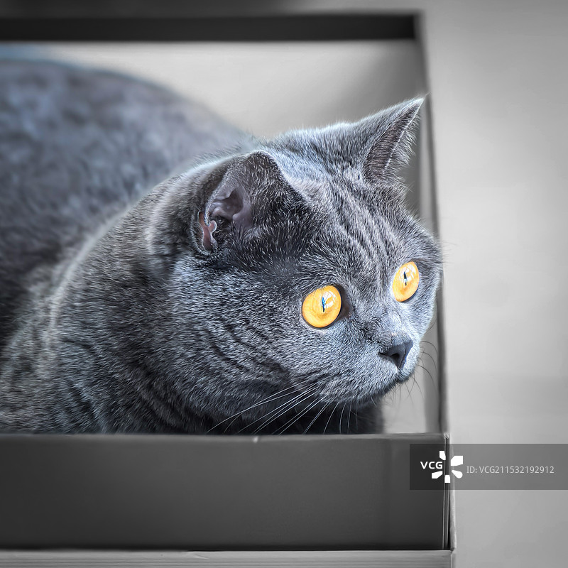 我家花花图片素材