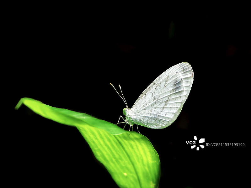 宁静之美（菜粉蝶）图片素材