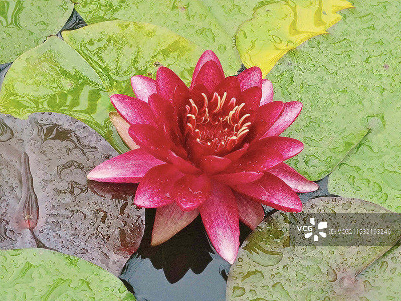 睡莲盛开图片素材