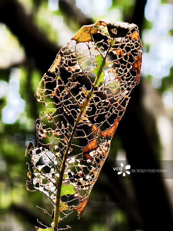 枯叶之纹锂图片素材