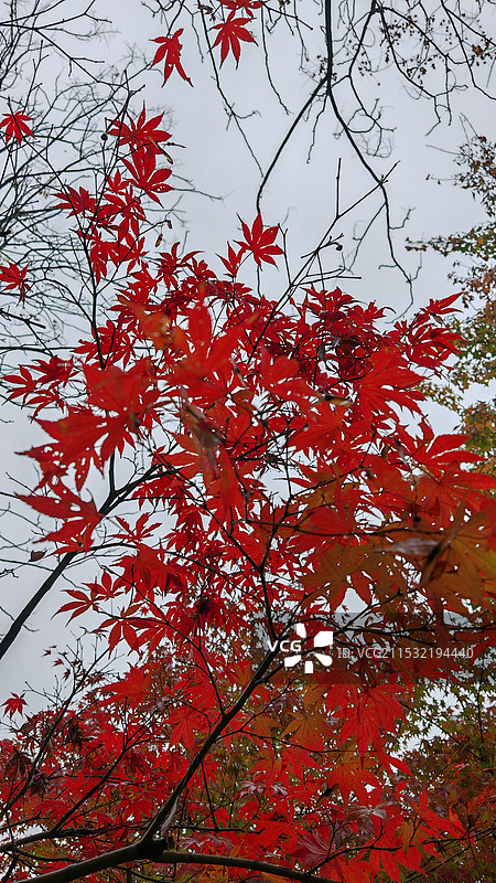 漫天飞枫图片素材