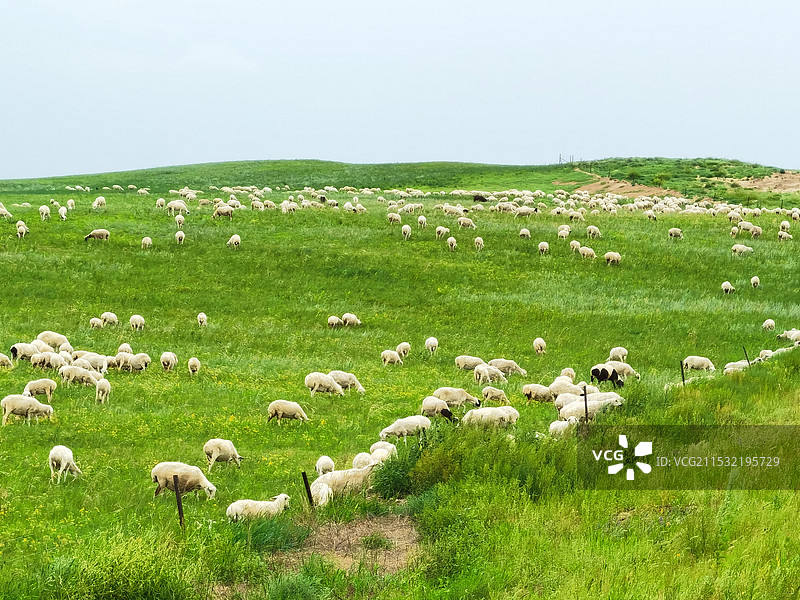草原上的羊群图片素材