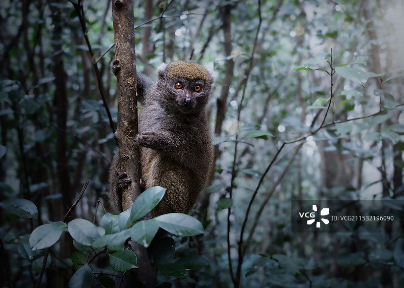 阿兰特兰竹狐猴— 马达加斯加图片素材