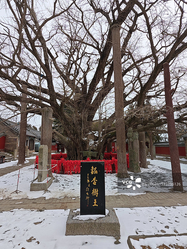 寒冬腊月，雪后莒县浮来山定林寺天下第一银杏树图片素材