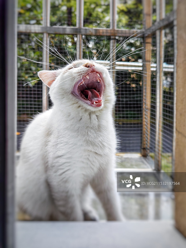 猫打哈欠的特写镜头图片素材