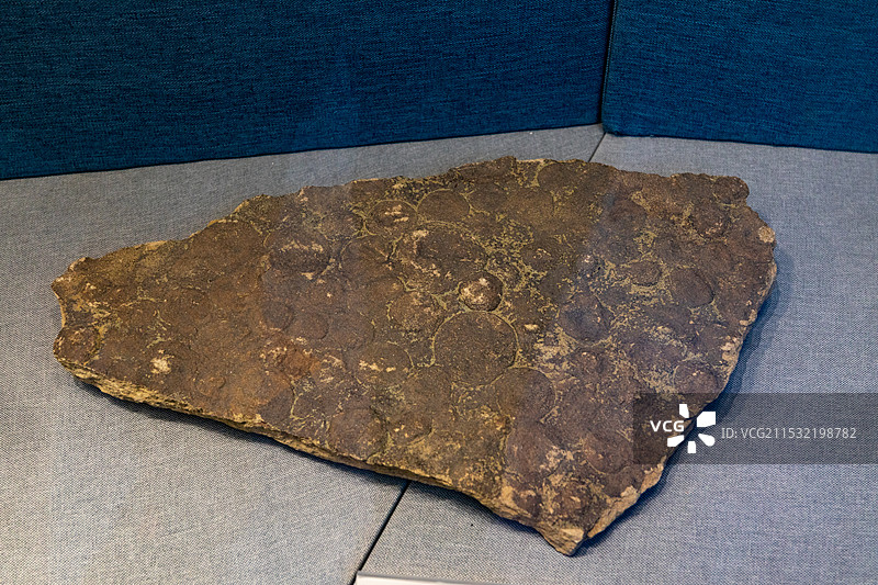 山西地质博物馆 尼米亚似海葵 :产地:乌克兰时代:新元古代图片素材