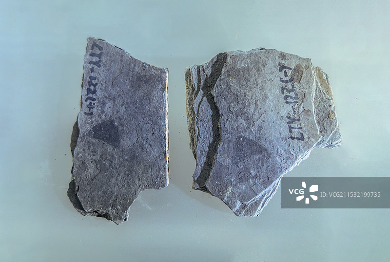 条纹扇形藻（震旦纪时代，蓝田组，安徽休宁产）图片素材