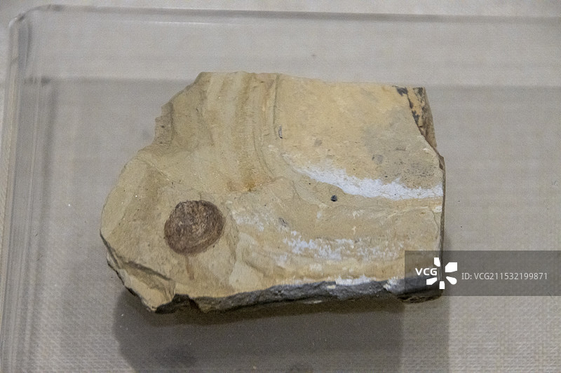 安徽省地质博物馆生命演化厅：纯真滇东贝（早寒武世时代，云南澄江产）图片素材