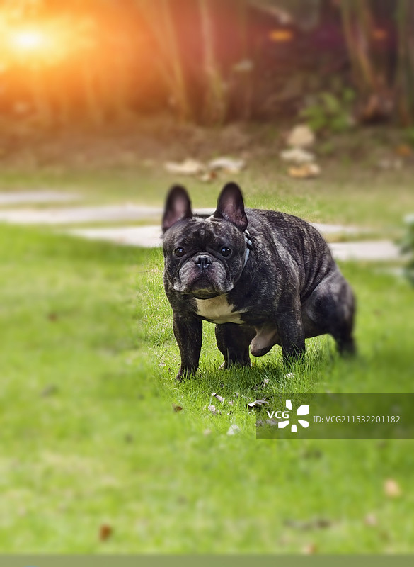 机灵的法斗图片素材