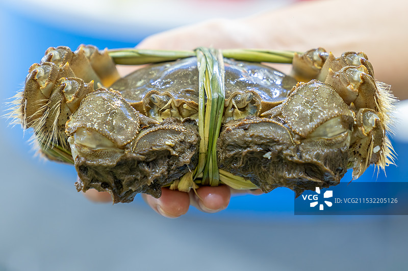 草绳捆绑着的新鲜硕大的螃蟹图片素材