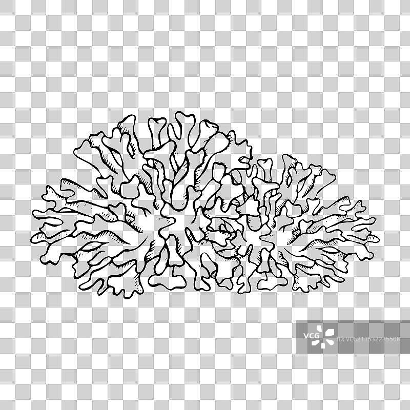 黑白平面珊瑚群落与海洋礁石动物图片素材