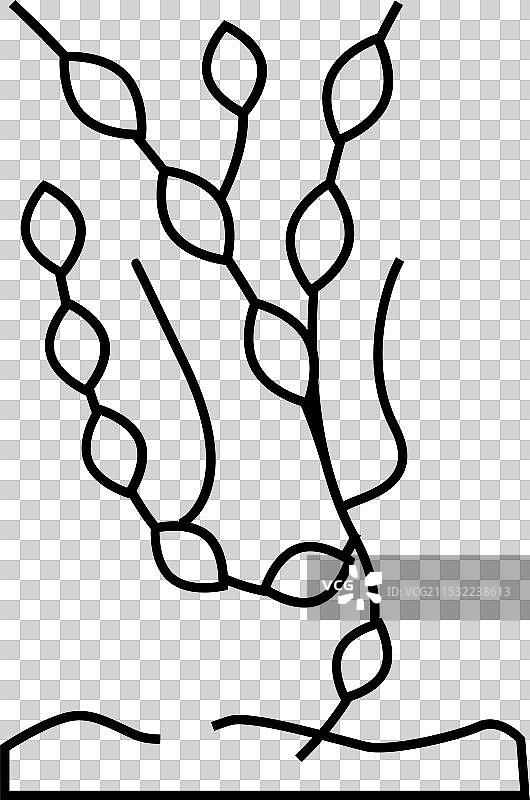 结节海藻线条图标图片素材