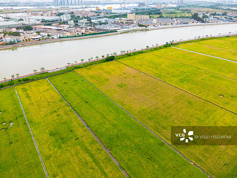 东莞金色水乡稻田公园图片素材