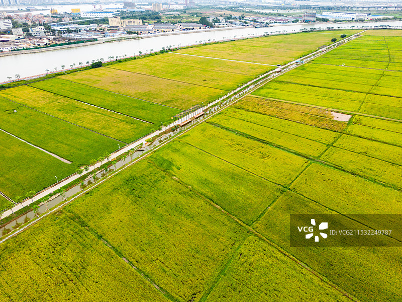 东莞金色水乡稻田公园图片素材