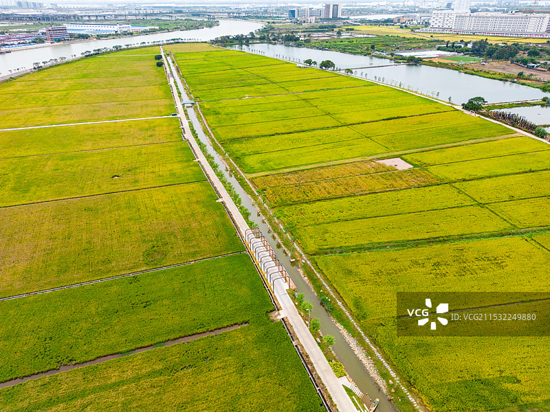 东莞金色水乡稻田公园图片素材