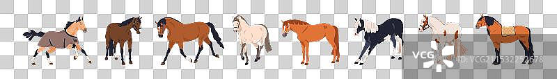 不同品种的马，包括纯血马图片素材