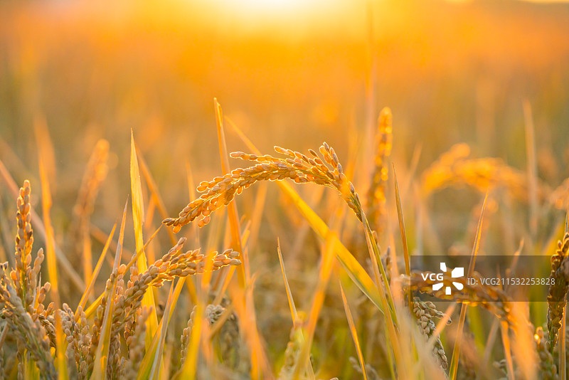 日出十分逆光下的水稻稻穗特写图片素材