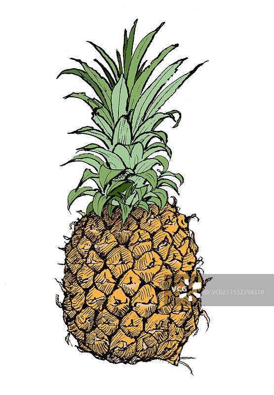 手绘水果插画菠萝图片素材