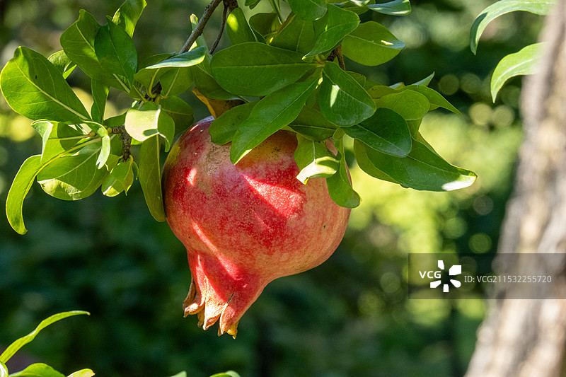 果园里的红石榴图片素材