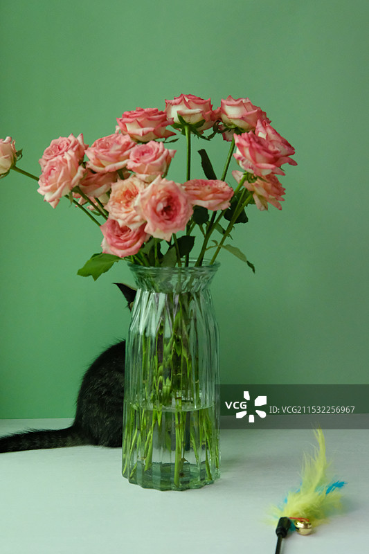 小狸花猫与月季花花瓶图片素材