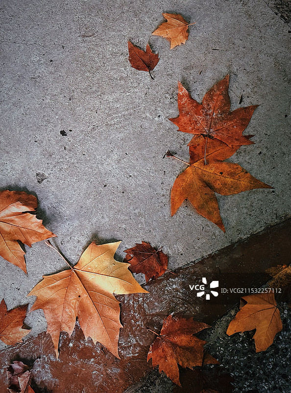 枫叶落地图片素材