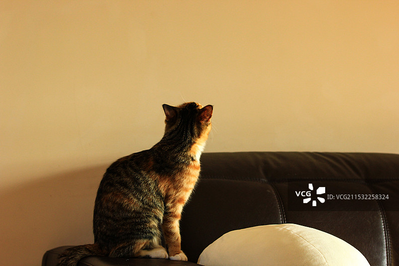 宠物家猫写真实拍图图片素材