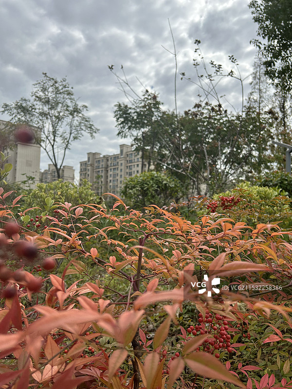 上海西大盈港旁的南天竹图片素材